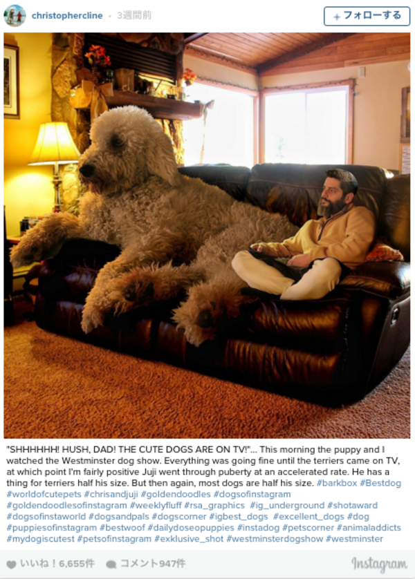 感動！攝影師Christopher Cline紀錄與他愛犬Juji的生活點滴2.png