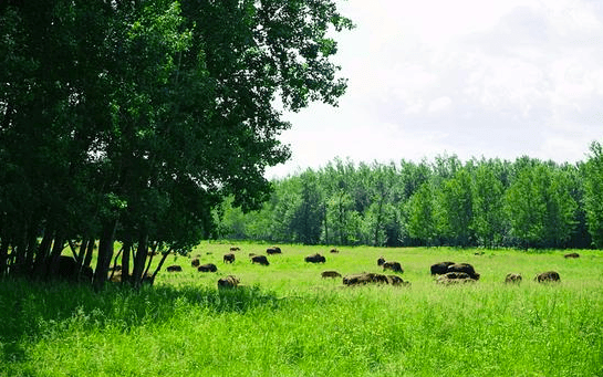 麋鹿島國家公園 Elk Island National Park_1.png