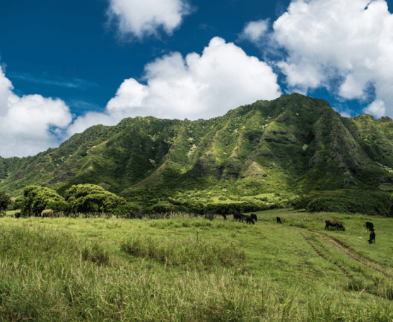 【HELLO！Hawaii】2017年夏威夷歐胡島Oahu自由行行程規劃與攻略古蘭尼牧場Kualoa Ranch14.png