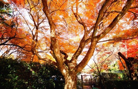 嵐山常寂光寺_最完整!京都深度賞楓自由行行程規劃攻略(行程表&住宿&美食&甜點&伴手禮).jpg