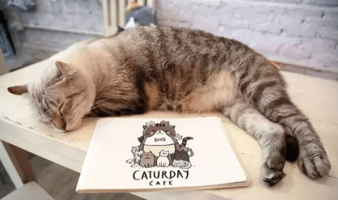 caturday-cat-cafe-1_1.png