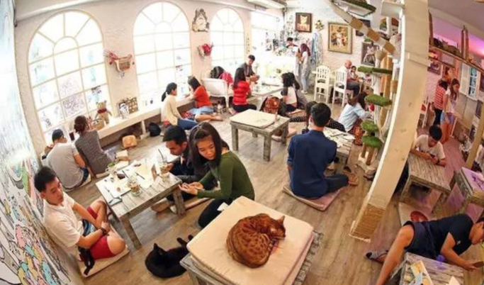 caturday-cat-cafe-2_1.png