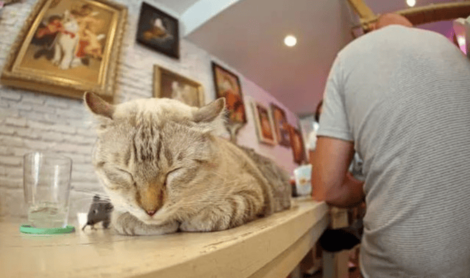 caturday-cat-cafe-3_1.png