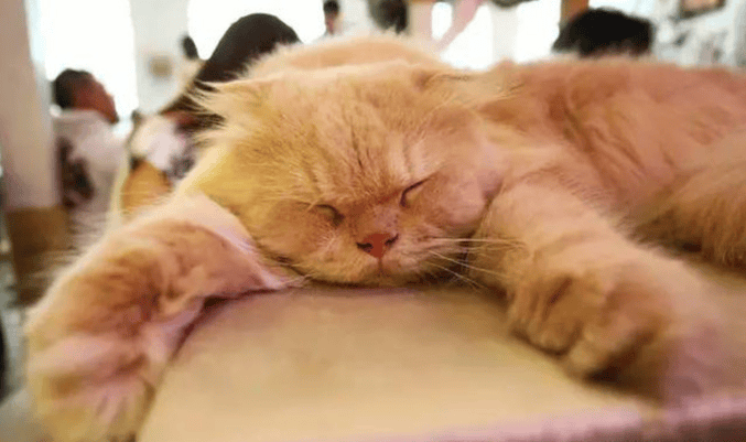caturday-cat-cafe-4_1.png