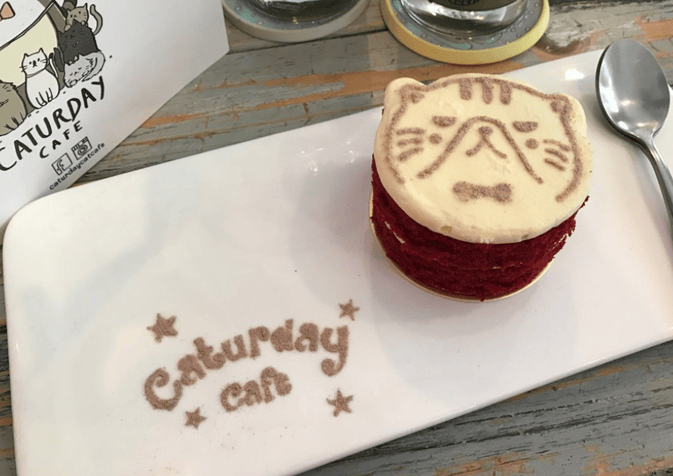 caturday-cat-cafe-5_1.png