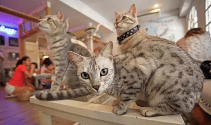 caturday-cat-cafe-6_1.png