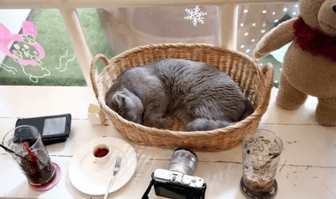 caturday-cat-cafe-7_1.png